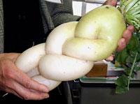 daikon.jpg