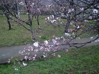 sakura0803251.jpg