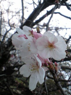 sakura0803252.jpg