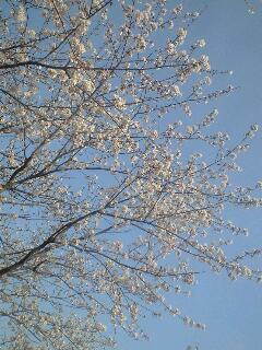 sakura080403.jpg