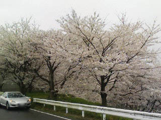 sakuraippai1.jpg