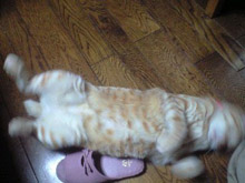 tyao0803262.jpg