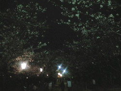 yozakura0803291.jpg