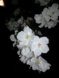 yozakura0803292.jpg